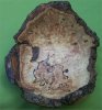 Spalted Burr Ash